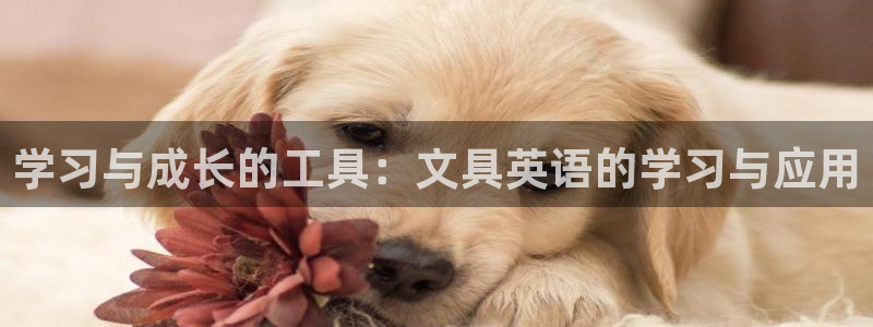 卧龙凤雏直播娱乐：学习与成长的工具：文具